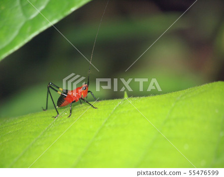 Insect in the Morning Insect in the Morning 55476599