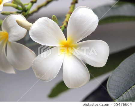 Blossom frangipani flowers Blossom frangipani flowers 55476604