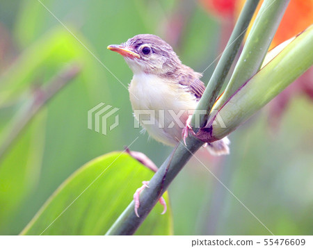 Close up view of nice little bird 55476609
