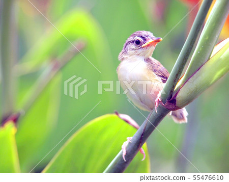 Close up view of nice little bird Close up view of nice little bird 55476610