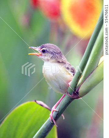 Close up view of nice little bird Close up view of nice little bird 55476611