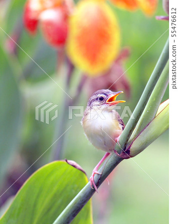 Close up view of nice little bird Close up view of nice little bird 55476612