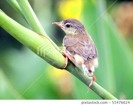Close up view of nice little bird Close up view of nice little bird 55476624