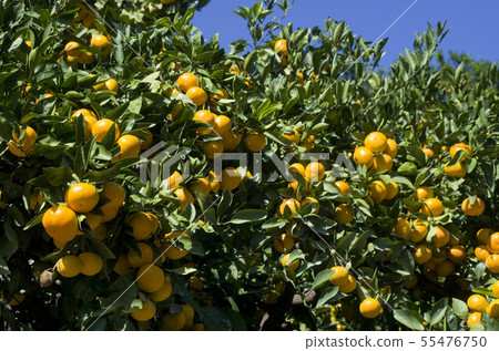 Orange season Orange season 55476750