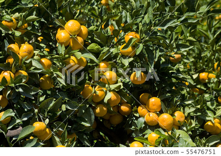 Mandarin fruit Mandarin fruit 55476751
