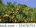 Tangerine tree 55476753