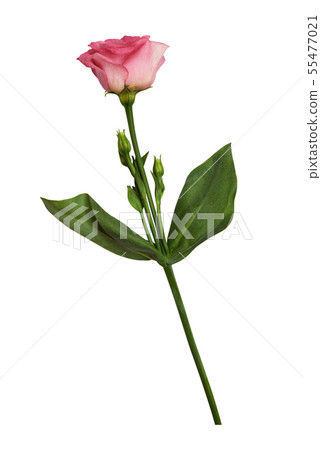 Pink eustoma flower and buds 55477021
