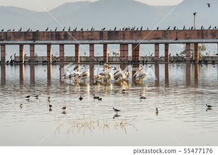 Migratory Pelican Birds, Cormorants and Egrets on 55477176