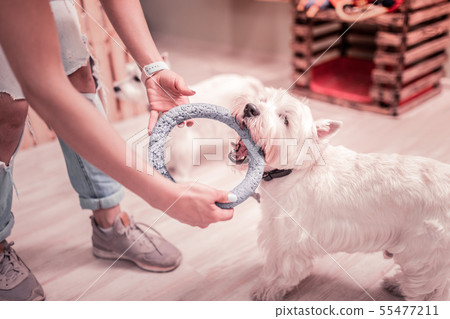 Woman wearing nice sneakers giving dog ring for playing 55477211