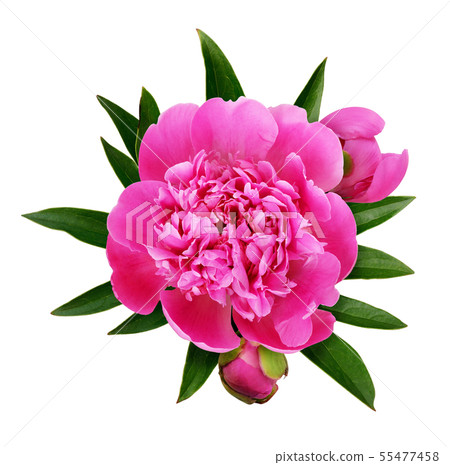Pink peony flower, buds and green leaves 55477458