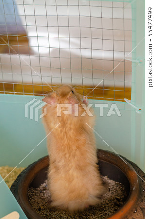 syrian hamster in cage syrian hamster in cage 55477499