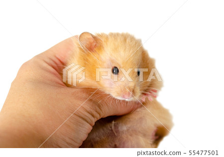 syrian hamster isolated on white syrian hamster isolated on white 55477501