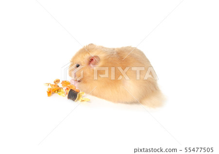 syrian hamster isolated on white 55477505