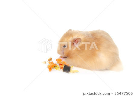 syrian hamster isolated on white syrian hamster isolated on white 55477506