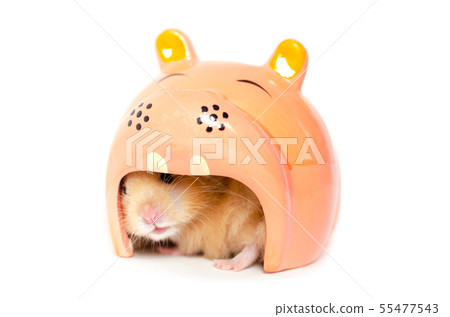 syrian hamster isolated on white 55477543