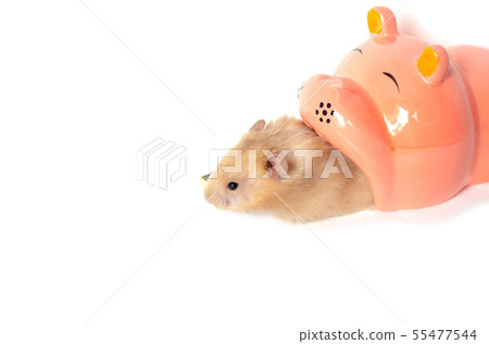 syrian hamster isolated on white 55477544