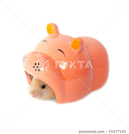 syrian hamster isolated on white 55477545