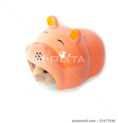 syrian hamster isolated on white 55477546