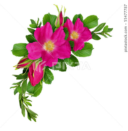 Wild rose flowers and green twigs arrangement Wild rose flowers and green twigs arrangement 55477787