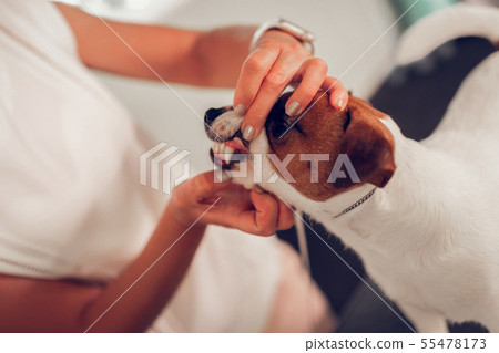 Close up of vet checking the teeth of cute little dog 55478173