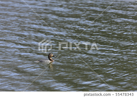 紅頭潛鴨 55478343