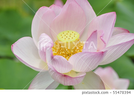 Lotus flower Lotus flower 55478394