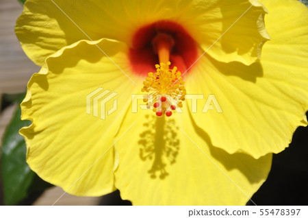 Hibiscus Hibiscus 55478397