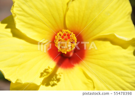 Hibiscus 55478398