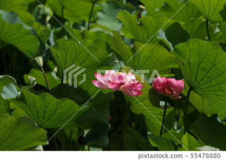 Lotus flower 55478880