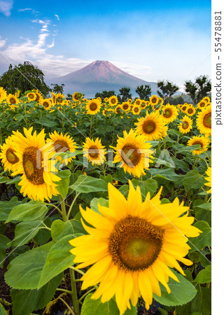 Sunflower and Mt. Fuji Flower Park 55478881