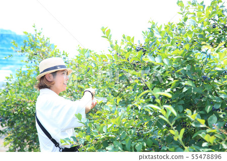 採摘藍莓的婦女 55478896
