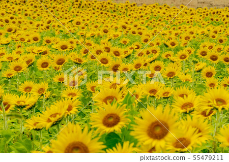 Full bloom of sunflowers Yamamoto sunflower festival Miyagi Yamamoto 55479211