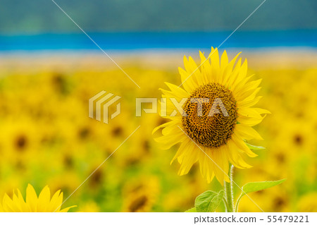 Full bloom of sunflowers Yamamoto sunflower festival Miyagi Yamamoto 55479221
