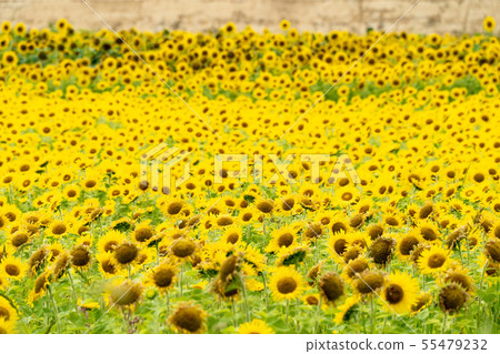 Full bloom of sunflowers Yamamoto sunflower festival Miyagi Yamamoto 55479232