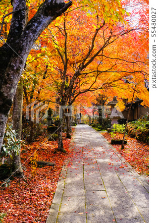 Yamamoto Fudoson（秋季） 55480027