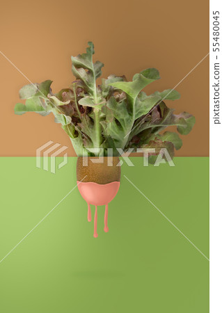 contemporary art of kiwi and lettuce on green contemporary art of kiwi and lettuce on green 55480045