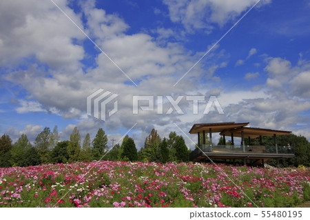 波士頓Bikita多小山公園的波斯菊領域 波士頓Bikita多小山公園的波斯菊領域 55480195