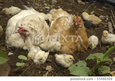 Chicken sand bathing Chicken sand bathing 55480309