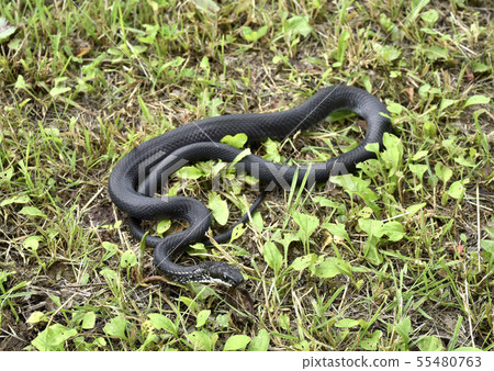 Kalas snake 55480763