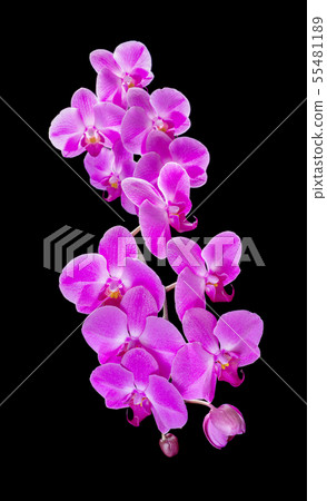 Purple Orchid on a black background 55481189