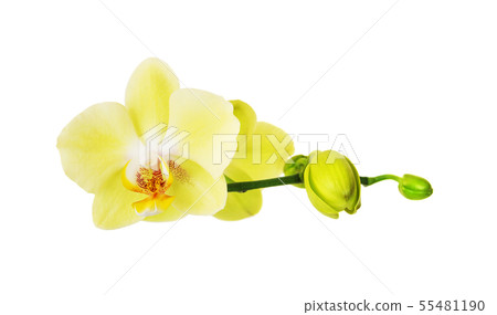Yellow  Blossoming Orchid 55481190