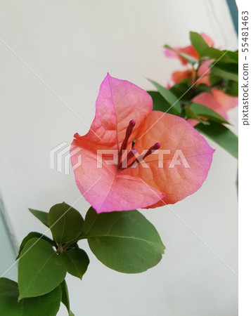 九重葛關閉 55481463