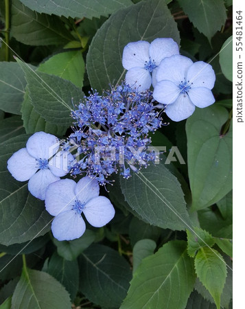 數學站詞綴 55481464