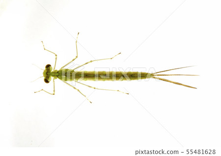 豆娘的Yago 55481628