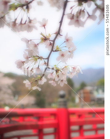 紅色橋樑和櫻花 紅色橋樑和櫻花 55481686