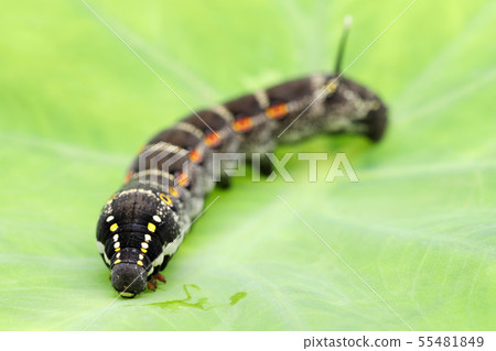 Caterpillar 55481849