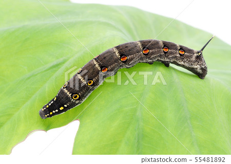 Caterpillar 55481892