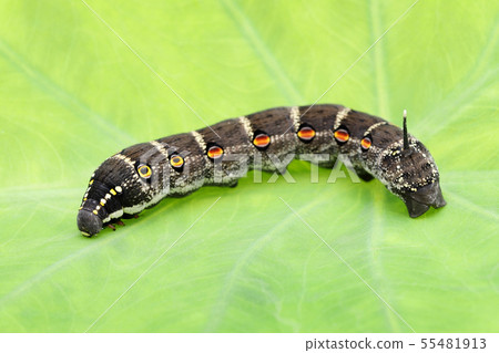 Caterpillar 55481913