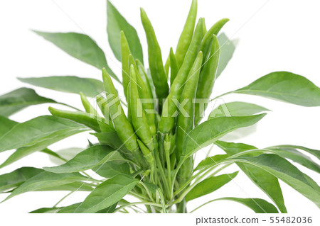 Chili peppers 55482036