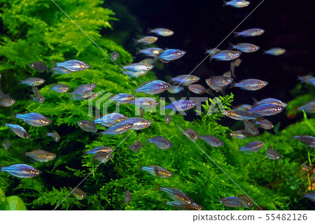 Neon Dwarf Rainbow 55482126